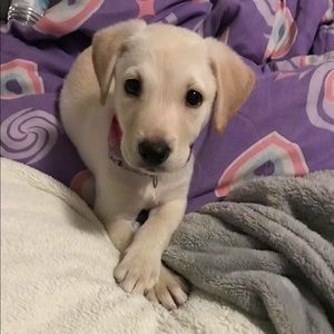 Meet your Posher, Beau